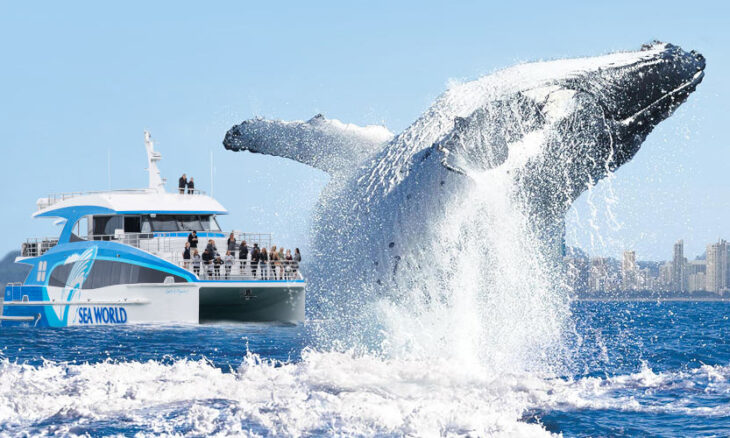 whale tour in san diego