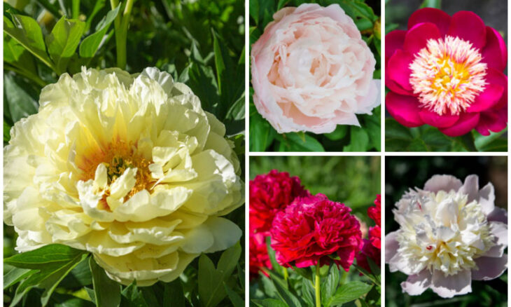 Types of Peonies