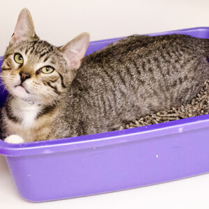 cat-care_litter-box