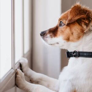 Stress Management for Your Furry Friend