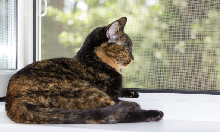 Window Safety for Pets